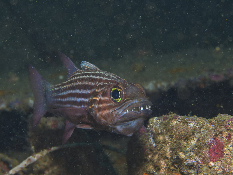 Squirrel fish, Alma Jane